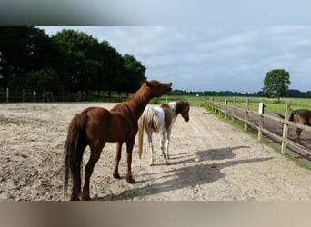 Cavallo Morgan, Stallone, 25 Anni, 150 cm, Sauro ciliegia