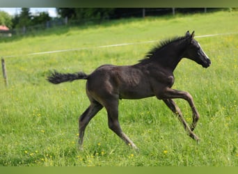 Cavallo Morgan, Stallone, Puledri (05/2026), 157 cm, Morello