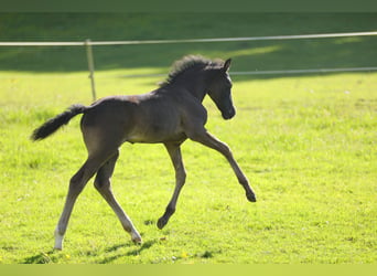 Cavallo Morgan, Stallone, Puledri (05/2026), 157 cm, Morello