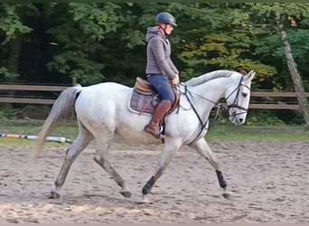 Cavallo sportivo belga, Castrone, 10 Anni, 166 cm, Grigio