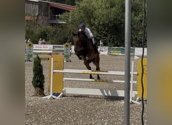 Cavallo sportivo belga, Castrone, 10 Anni, 174 cm, Baio