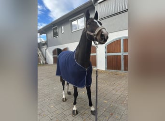 Cavallo sportivo belga, Castrone, 11 Anni, 168 cm, Baio