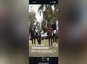 Cavallo sportivo belga, Castrone, 11 Anni, 168 cm, Baio