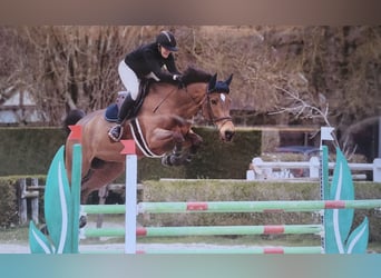 Cavallo sportivo belga, Castrone, 12 Anni, 169 cm, Baio scuro