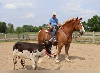 Cavallo sportivo belga, Castrone, 12 Anni, Sauro ciliegia