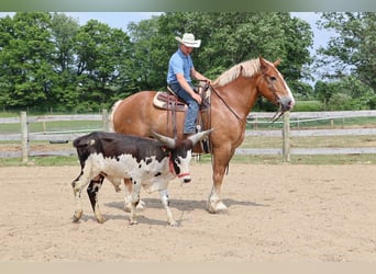Cavallo sportivo belga, Castrone, 12 Anni, Sauro ciliegia