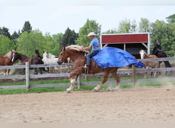 Cavallo sportivo belga, Castrone, 12 Anni, Sauro ciliegia