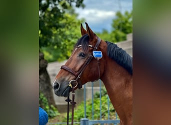 Cavallo sportivo belga, Castrone, 13 Anni, 178 cm, Baio ciliegia