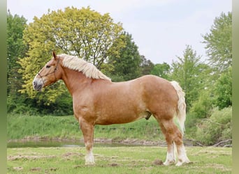 Cavallo sportivo belga, Castrone, 13 Anni, Sauro ciliegia