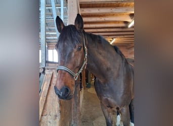 Cavallo sportivo belga, Castrone, 15 Anni, 175 cm, Baio