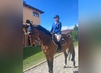 Cavallo sportivo belga, Castrone, 15 Anni, 175 cm, Baio ciliegia