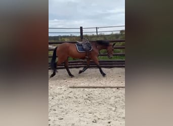 Cavallo sportivo belga, Castrone, 17 Anni, 168 cm, Baio scuro