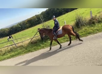 Cavallo sportivo belga, Castrone, 17 Anni, 168 cm, Baio scuro