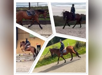 Cavallo sportivo belga, Castrone, 17 Anni, 168 cm, Baio scuro
