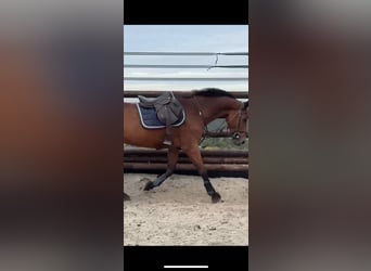 Cavallo sportivo belga, Castrone, 17 Anni, 168 cm, Baio scuro