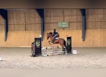 Cavallo sportivo belga, Castrone, 17 Anni, 168 cm, Baio scuro
