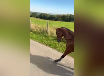 Cavallo sportivo belga, Castrone, 17 Anni, 168 cm, Baio scuro