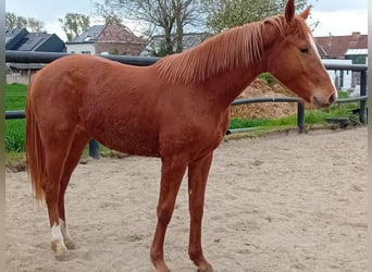 Cavallo sportivo belga, Castrone, 2 Anni, 160 cm, Sauro scuro