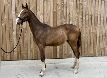 Cavallo sportivo belga, Castrone, 2 Anni, Baio ciliegia