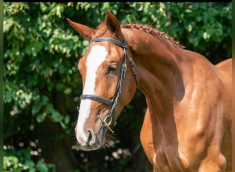 Cavallo sportivo belga, Castrone, 3 Anni, 173 cm, Sauro