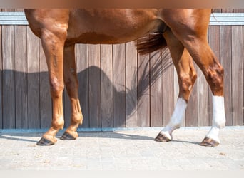 Cavallo sportivo belga, Castrone, 3 Anni, 173 cm, Sauro