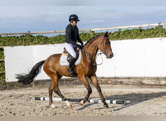 Cavallo sportivo belga, Castrone, 4 Anni, 167 cm, Baio