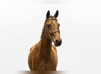 Cavallo sportivo belga, Castrone, 4 Anni, 167 cm, Baio