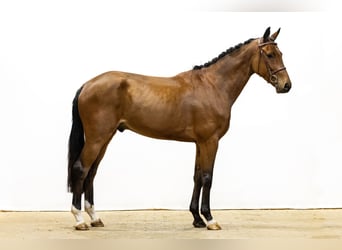 Cavallo sportivo belga, Castrone, 4 Anni, 167 cm, Baio