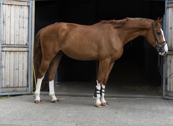 Cavallo sportivo belga, Castrone, 4 Anni, 175 cm, Sauro