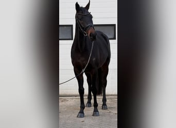 Cavallo sportivo belga, Castrone, 5 Anni, 164 cm, Baio scuro