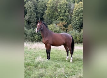 Cavallo sportivo belga, Castrone, 5 Anni, 165 cm, Baio
