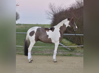 Cavallo sportivo belga, Castrone, 5 Anni, 165 cm, Pezzato