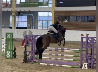 Cavallo sportivo belga, Castrone, 5 Anni, 170 cm, Baio