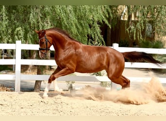 Cavallo sportivo belga, Castrone, 5 Anni, 170 cm, Sauro scuro