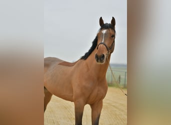 Cavallo sportivo belga, Castrone, 5 Anni, 173 cm, Baio chiaro