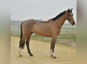 Cavallo sportivo belga, Castrone, 5 Anni, 173 cm, Baio chiaro