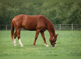 Cavallo sportivo belga, Castrone, 5 Anni, 178 cm, Sauro