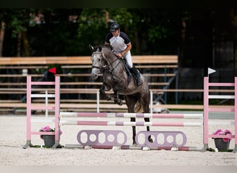 Cavallo sportivo belga, Castrone, 5 Anni, 180 cm, Grigio