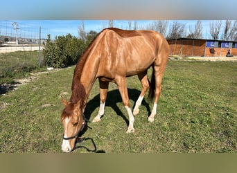 Cavallo sportivo belga, Castrone, 5 Anni, Sauro