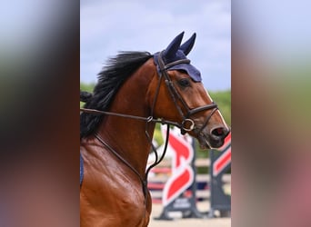 Cavallo sportivo belga, Castrone, 6 Anni, 165 cm, Baio