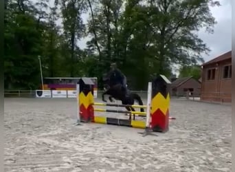 Cavallo sportivo belga, Castrone, 6 Anni, 165 cm, Morello