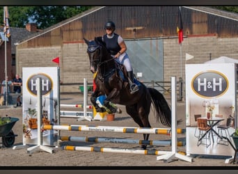 Cavallo sportivo belga, Castrone, 6 Anni, 165 cm, Morello