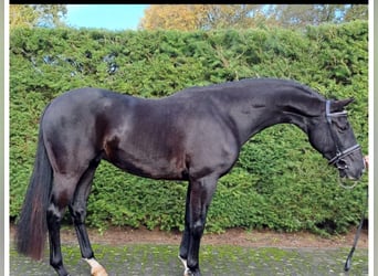 Cavallo sportivo belga, Castrone, 6 Anni, 165 cm, Morello