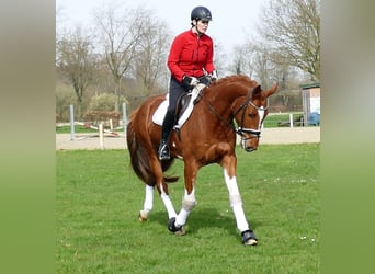 Cavallo sportivo belga, Castrone, 6 Anni, 167 cm, Sauro