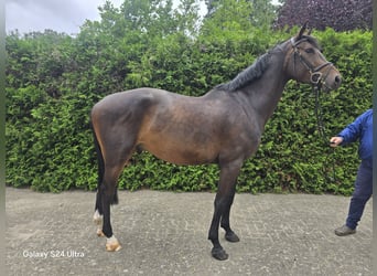 Cavallo sportivo belga, Castrone, 6 Anni, 172 cm, Baio scuro