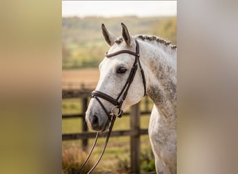 Cavallo sportivo belga, Castrone, 6 Anni, 172 cm, Grigio
