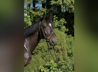 Cavallo sportivo belga, Castrone, 7 Anni, 164 cm, Baio scuro