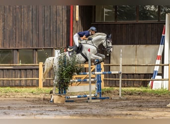 Cavallo sportivo belga, Castrone, 7 Anni, 168 cm, Grigio