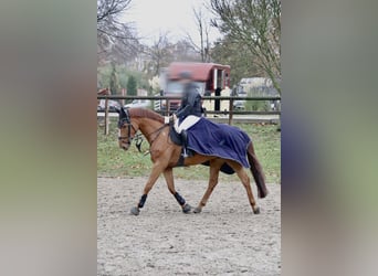 Cavallo sportivo belga, Castrone, 7 Anni, 168 cm, Sauro
