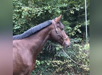 Cavallo sportivo belga, Castrone, 7 Anni